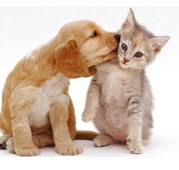 Aldgate Veterinary Clinic - Sydney Vets