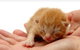 Newton Veterinary Clinic - thumb 1