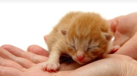 Newton Veterinary Clinic - Sydney Vets 1