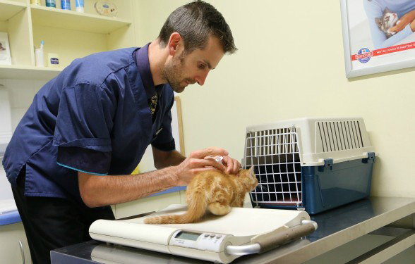  Sydney Vets