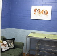 Cavalier Vet Practice