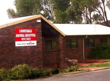 Landsdale Animal Hospital - Sydney Vets 1
