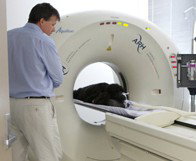 Animal Referral Hospital - Sydney Vets 1