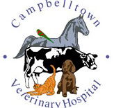 Campbelltown Veterinary Hospital - Sydney Vets