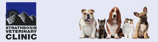 Molka VIC Sydney Vets