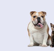 Strathbogie Veterinary Clinic - Sydney Vets