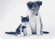 Bellingen Veterinary Hospital - Sydney Vets