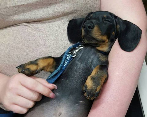 Mackay Veterinary Hospital - Sydney Vets 2