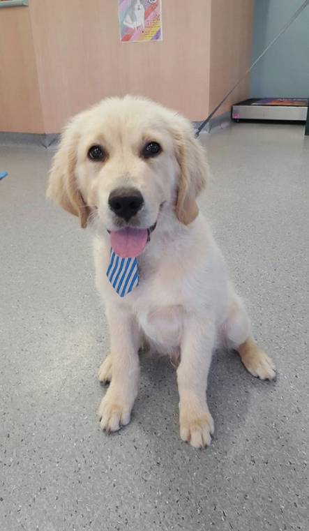 Mackay Veterinary Hospital - Sydney Vets 3