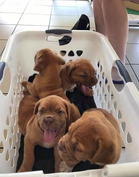 Mackay Veterinary Hospital - Sydney Vets 4