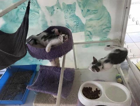 Mackay Veterinary Hospital - Sydney Vets 5