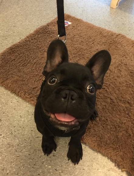 Mackay Veterinary Hospital - Sydney Vets 6