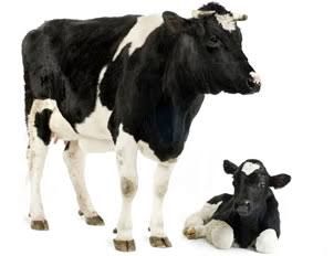 Nanango Country Vet Services - Sydney Vets 6
