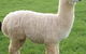 Nanango Country Vet Services - thumb 7