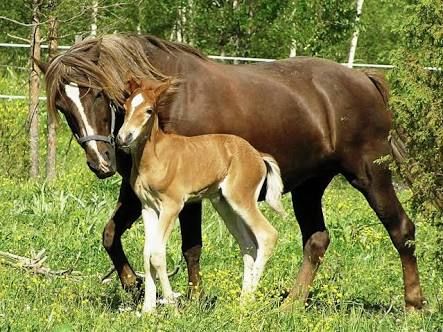 Nanango Country Vet Services - Sydney Vets 8