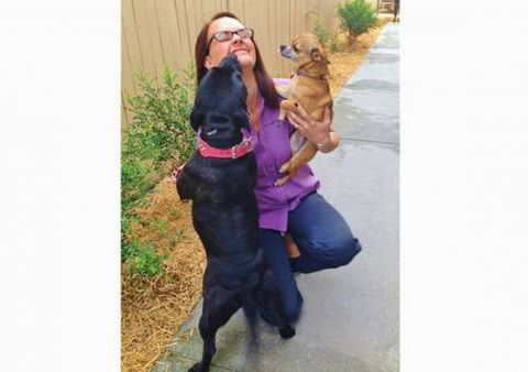 Caloundra Vet - Sydney Vets 2