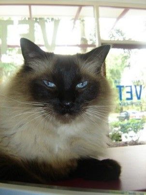 Caloundra Vet - Sydney Vets 3