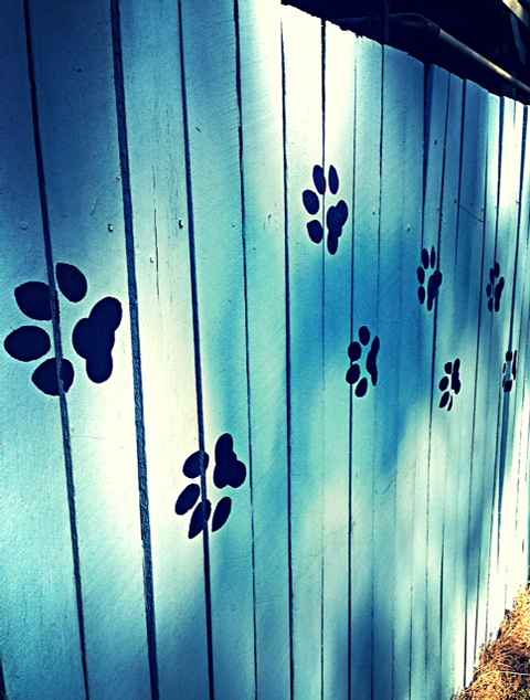 Colin Dry Veterinary Clinic - Sydney Vets 3