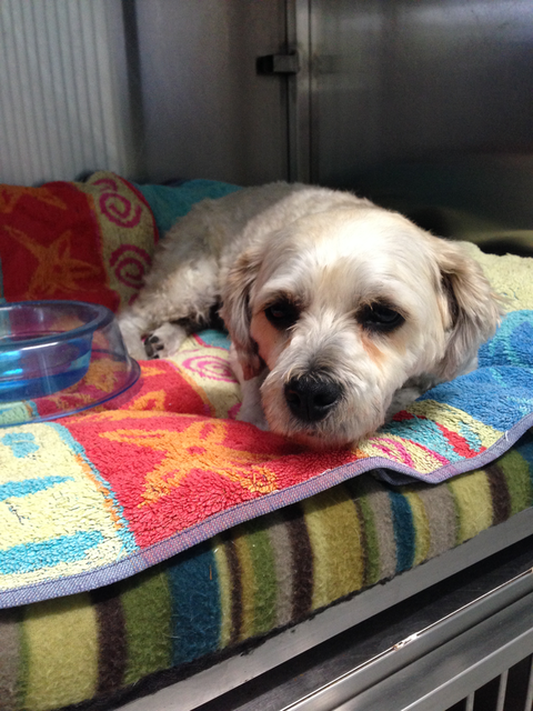 Colin Dry Veterinary Clinic - Sydney Vets 6