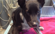 Colin Dry Veterinary Clinic - thumb 9