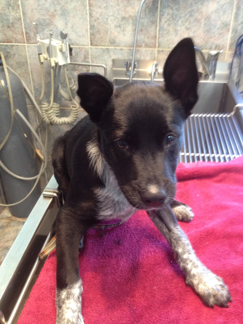 Colin Dry Veterinary Clinic - Sydney Vets 9