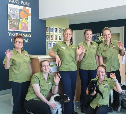East Port Veterinary Hospital - Sydney Vets 2