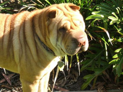 Eumundi Vet - Sydney Vets 3