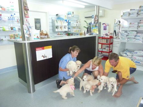 Faye McPherson - Sydney Vets 1