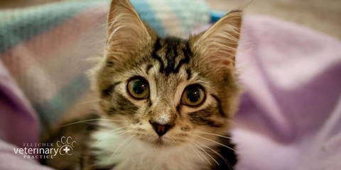 Fletcher Veterinary Practice - Sydney Vets 3