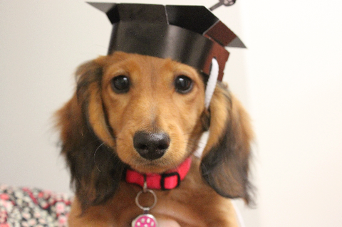 Fletcher Veterinary Practice - Sydney Vets 4