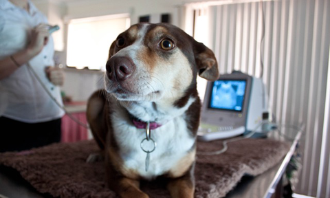 Fletcher Veterinary Practice - Sydney Vets 5