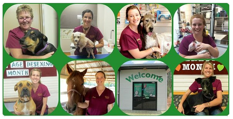 Girraween Veterinary Hospital - Sydney Vets 3
