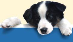 Goonoo Goonoo Road Veterinary Clinic - Sydney Vets 1