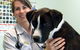 Grafton Veterinary Clinic - thumb 6