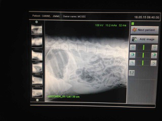 Green Point Veterinary Hospital - Sydney Vets 1