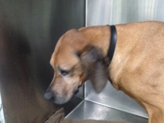 Green Point Veterinary Hospital - Sydney Vets 10