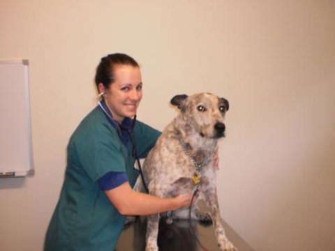 Gympie Veterinary Services - Sydney Vets 2