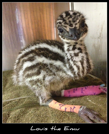 Howard Springs Veterinary Clinic - Sydney Vets 1