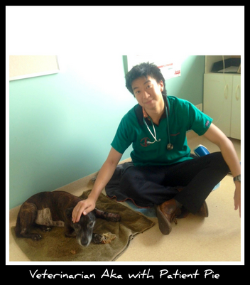 Howard Springs Veterinary Clinic - Sydney Vets 2