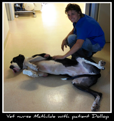 Howard Springs Veterinary Clinic - Sydney Vets 3