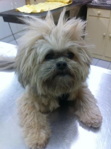 Lennox Head Vet Clinic - Sydney Vets 4