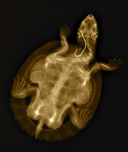 Lennox Head Vet Clinic - Sydney Vets 5