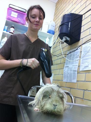 Lennox Head Vet Clinic - Sydney Vets 12