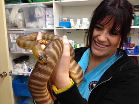 Lennox Head Vet Clinic - Sydney Vets 13