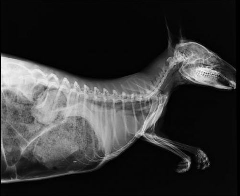 Lennox Head Vet Clinic - Sydney Vets 14