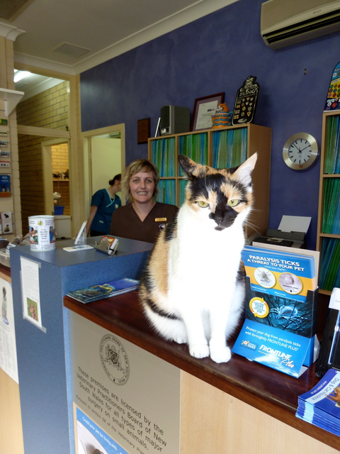 Lennox Head Vet Clinic - Sydney Vets 15