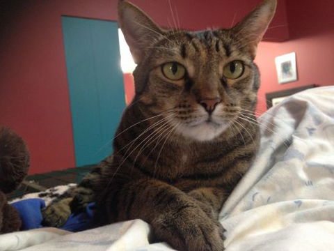 Litchfield Veterinary Hospital - Sydney Vets 2