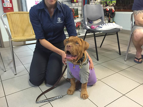 North West Veterinary Clinic - Sydney Vets 3