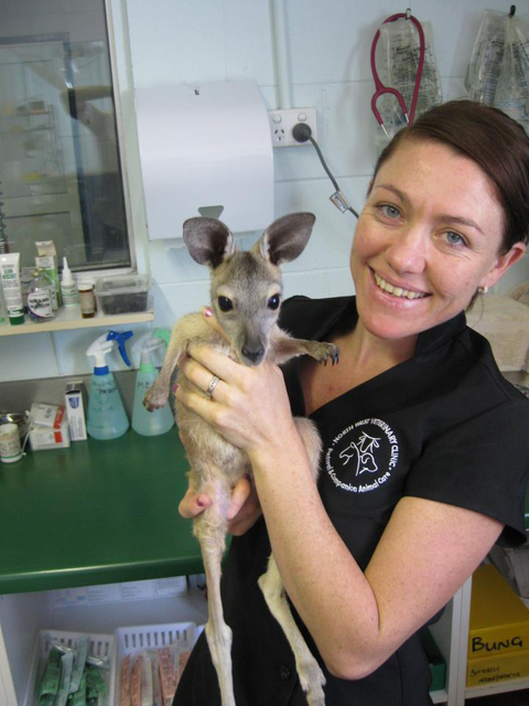 North West Veterinary Clinic - Sydney Vets 4