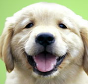 Kirrawee Veterinary Hospital - Sydney Vets